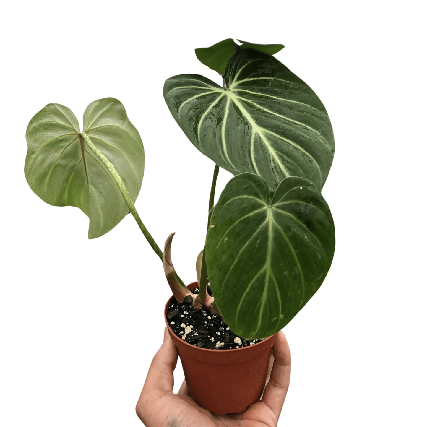 Philodendron Gloriosum