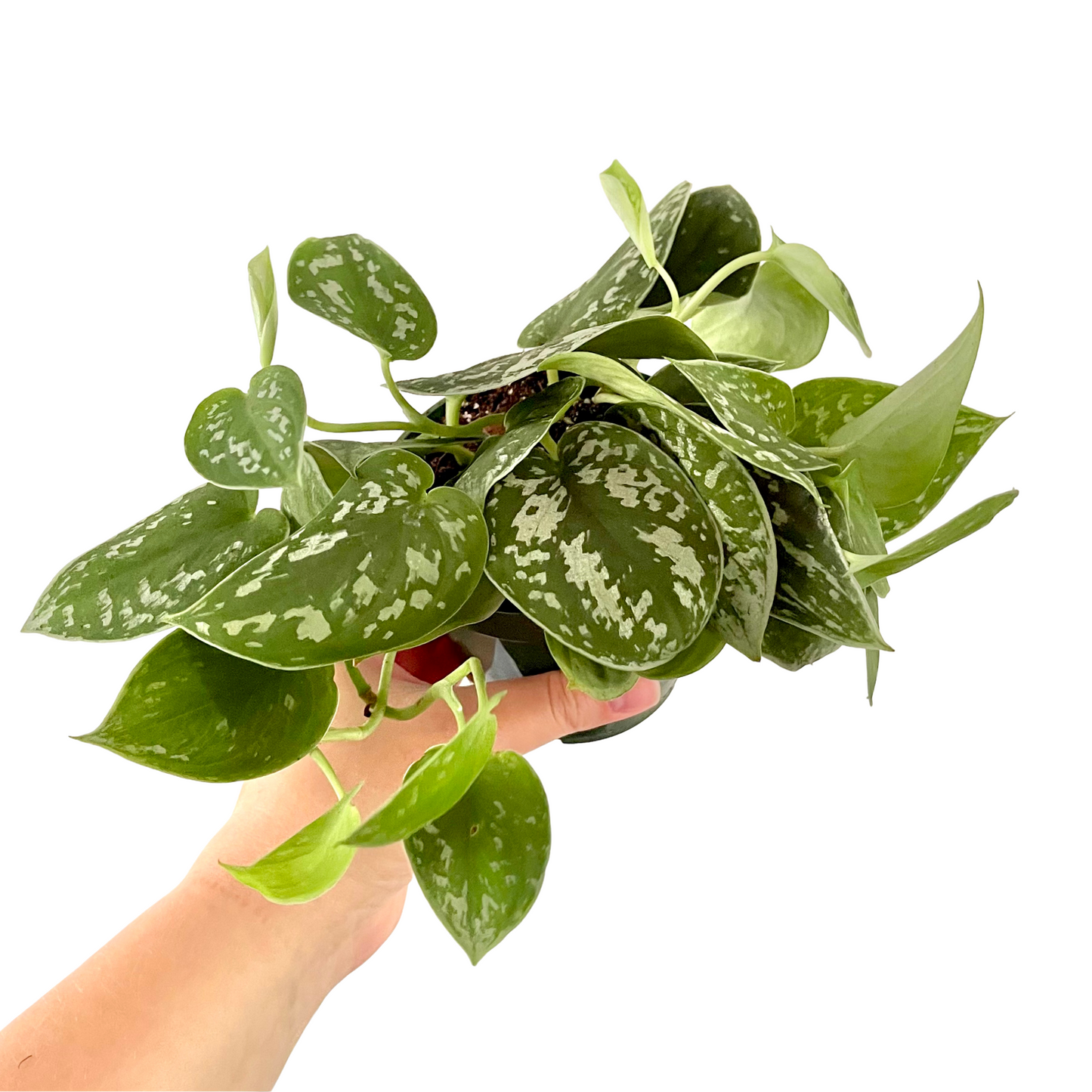 Scindapsus Pictus | Satin Pothos