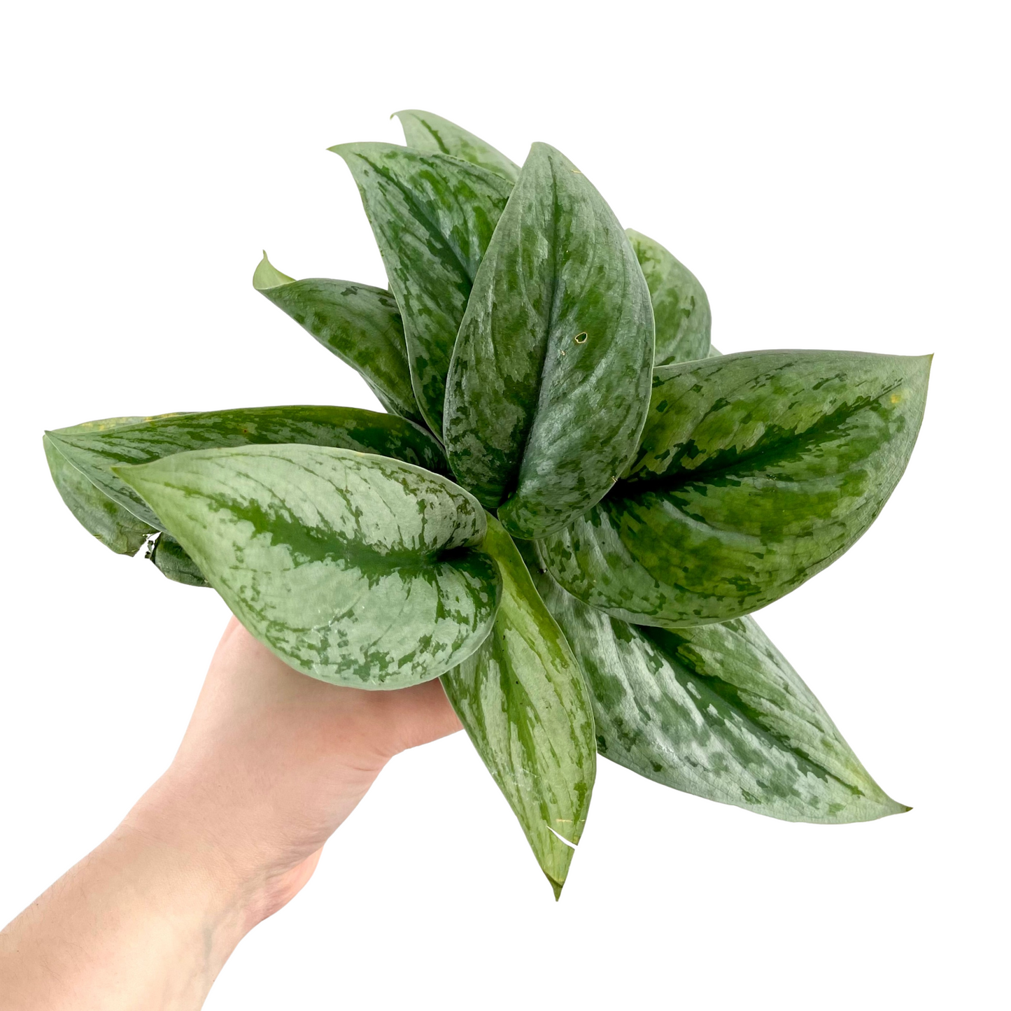 Scindapsus Pictus Exotica | Silver Splash Pothos