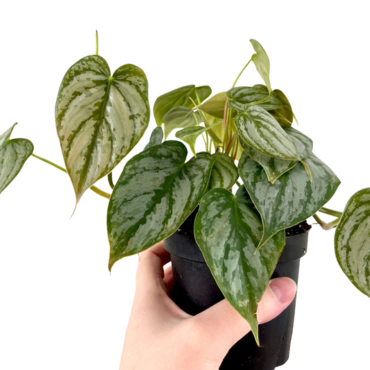 Philodendron Brandi