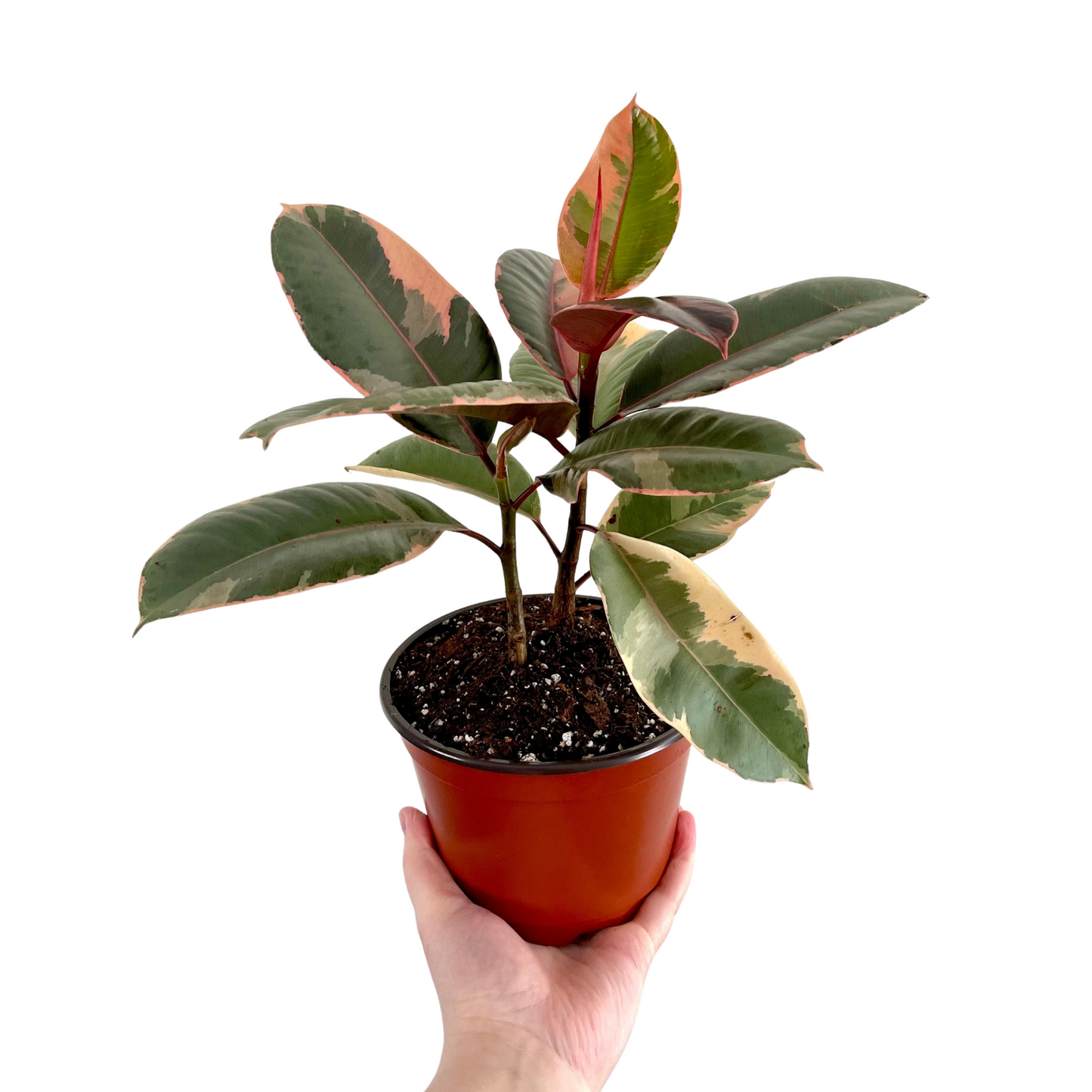 Ruby Pink Ficus Elastica