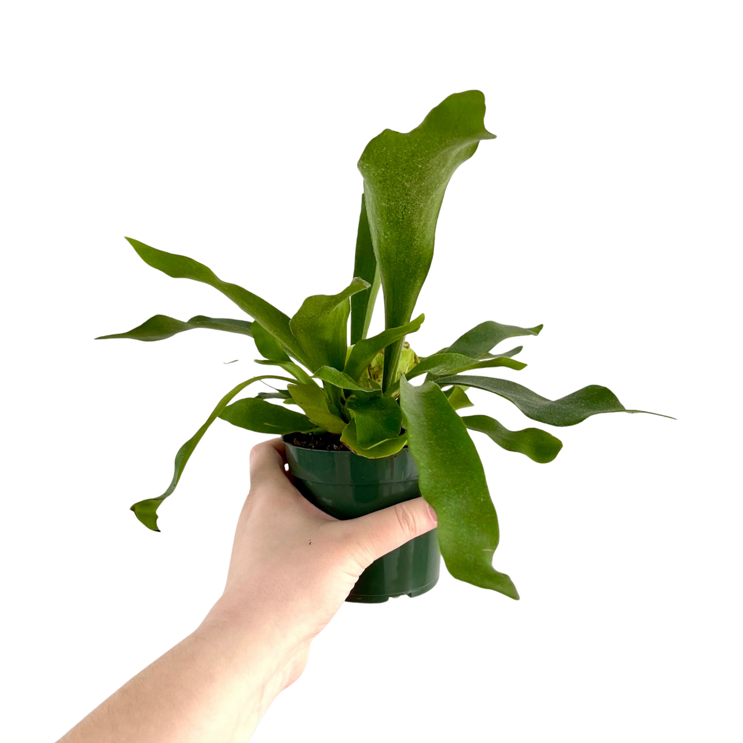 Staghorn Fern