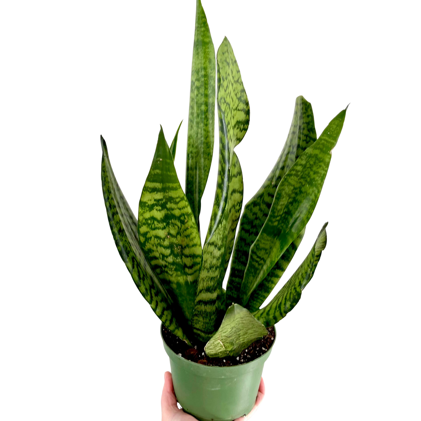 Sansevieria Zeylanica | Snake Plant