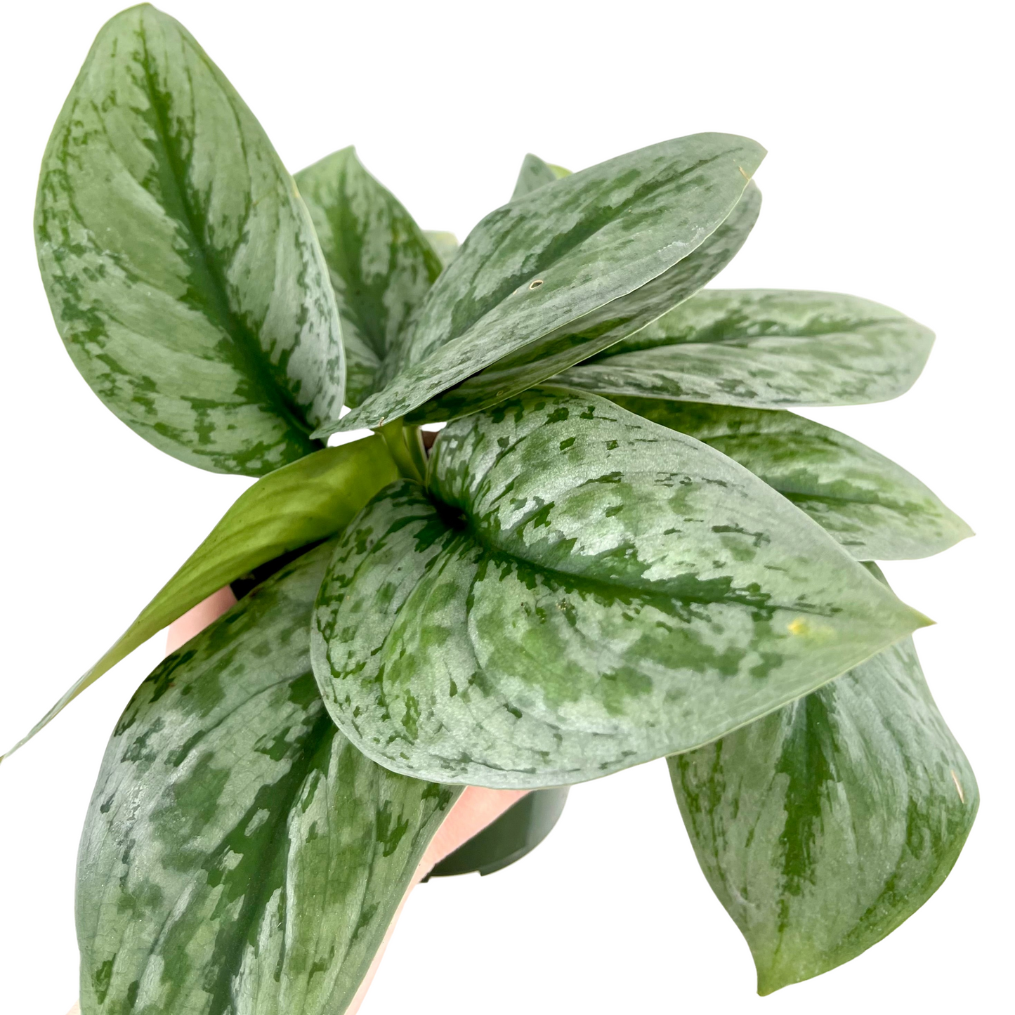 Scindapsus Pictus Exotica | Silver Splash Pothos