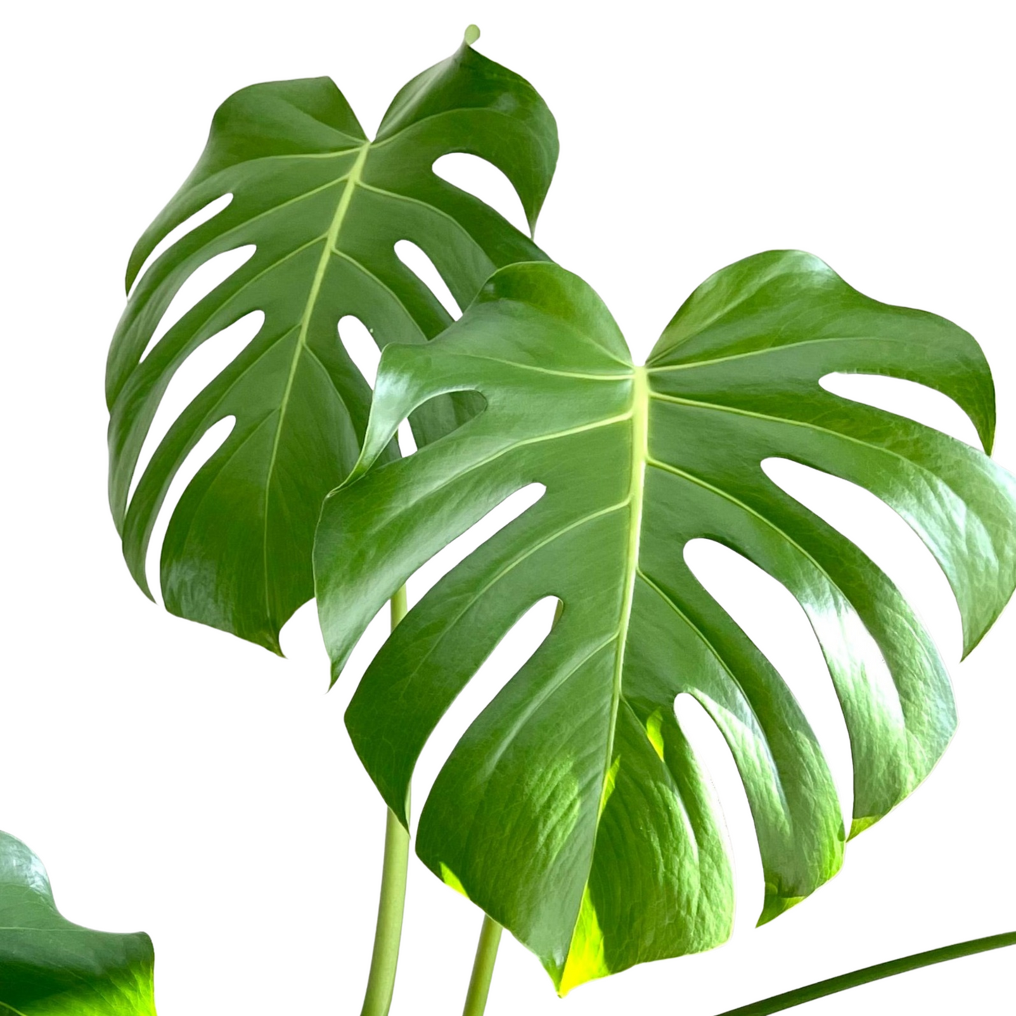 Monstera Deliciosa