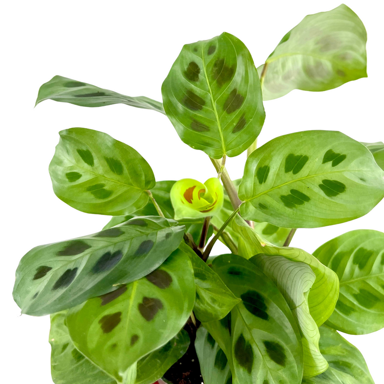 Maranta Leuconeura