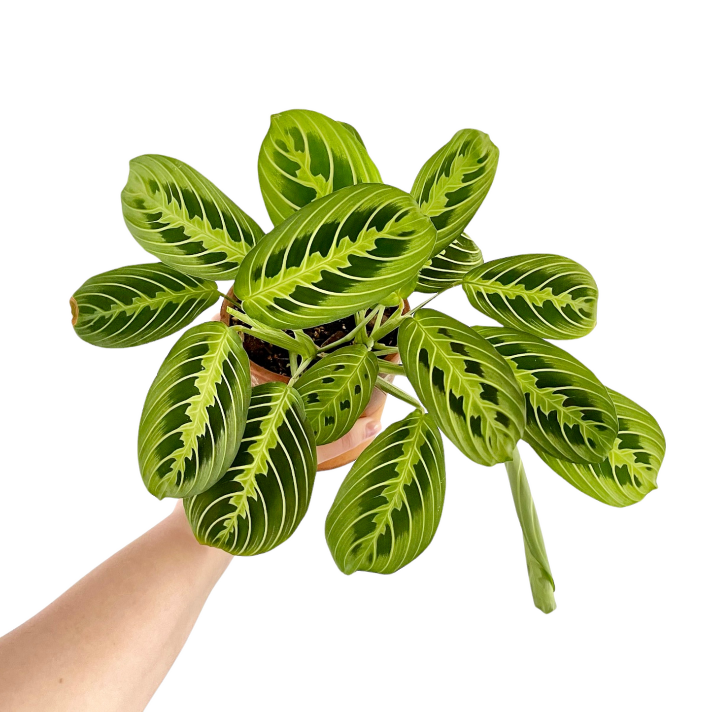 Lemon Lime Maranta