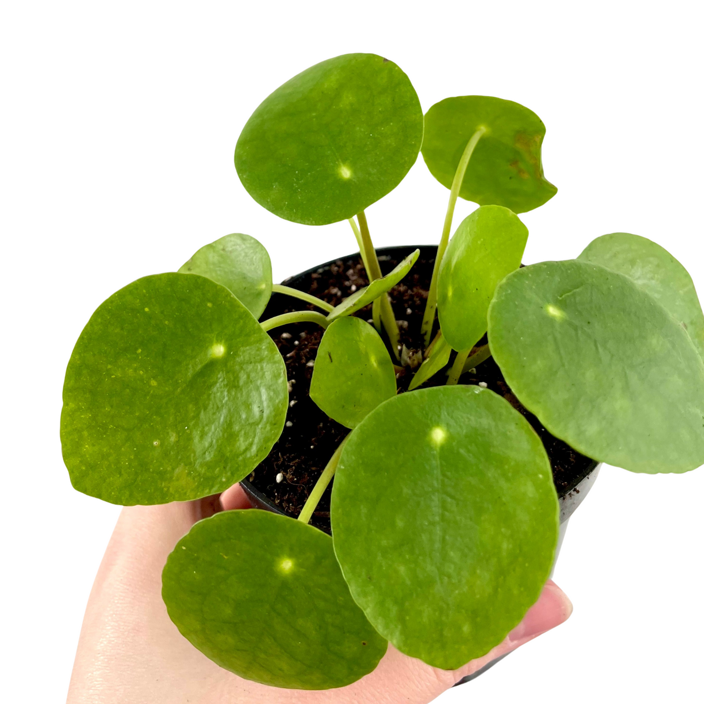 Pilea Peperomioides