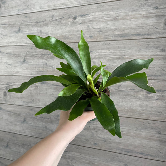 Local Pick Up | Staghorn Fern