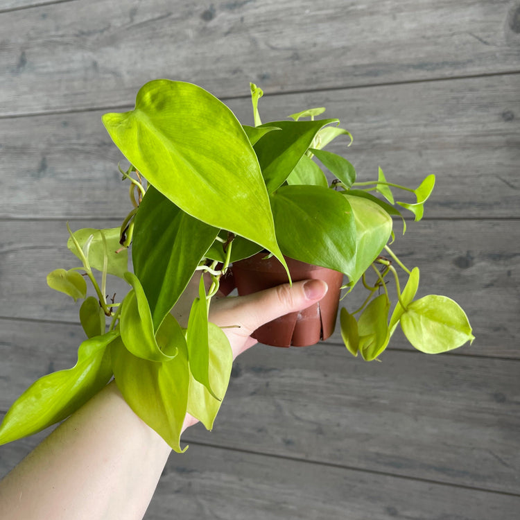 Local Pick Up | Philodendron Neon