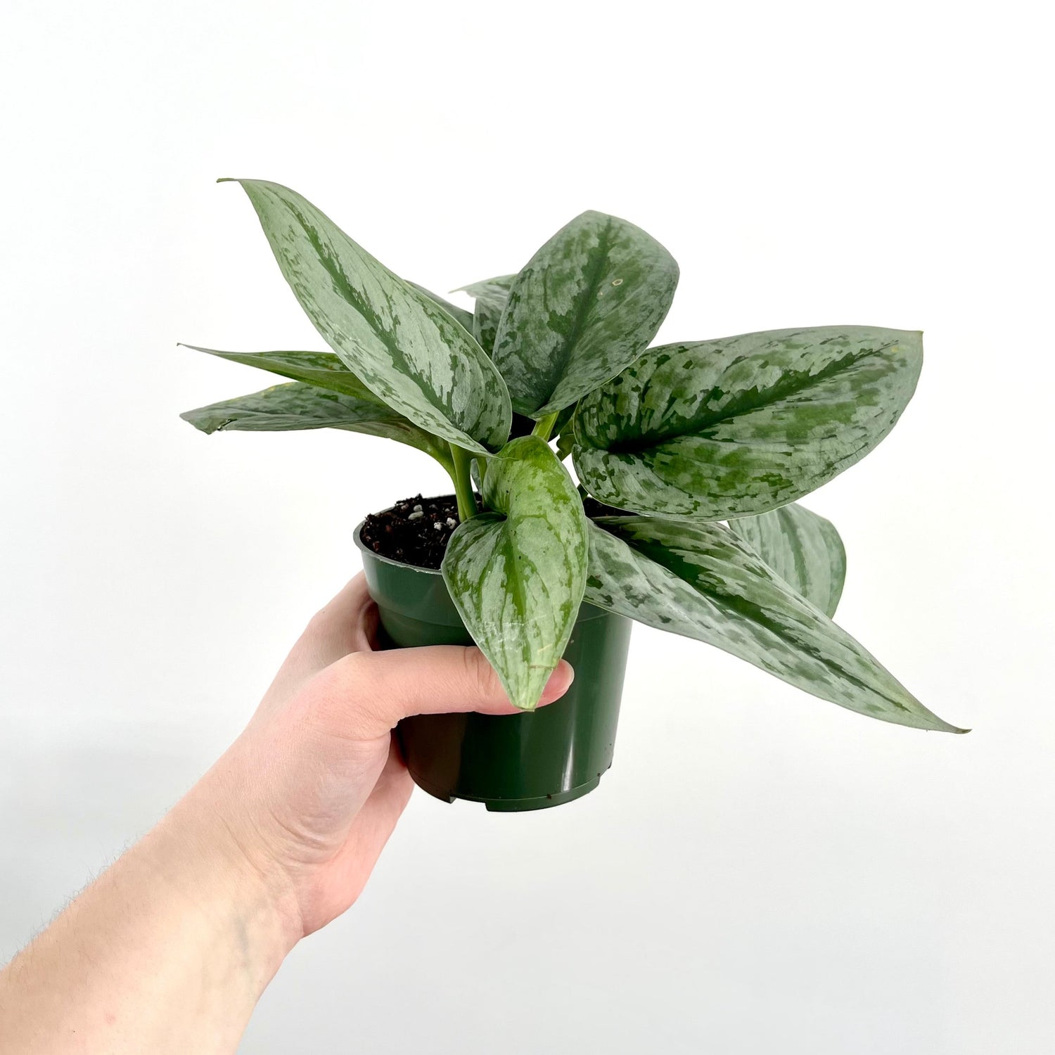 Silver Satin Pothos – We Are Plant Lovers