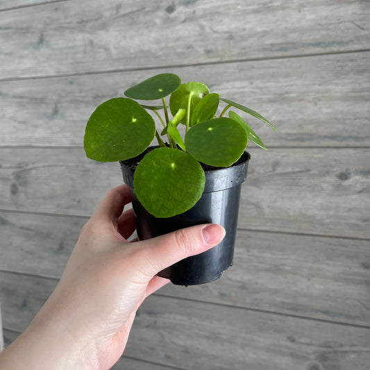 Local Pick Up | Pilea Peperomioides