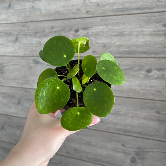Local Pick Up | Pilea Peperomioides