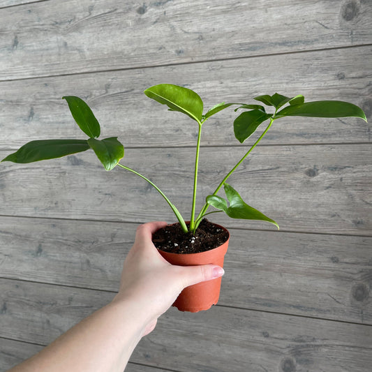 Local Pick Up | Goeldii Philodendron