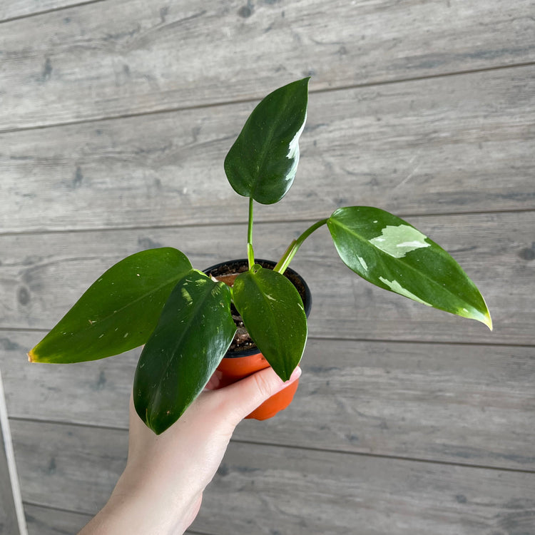 Local Pick Up | White Princess Philodendron