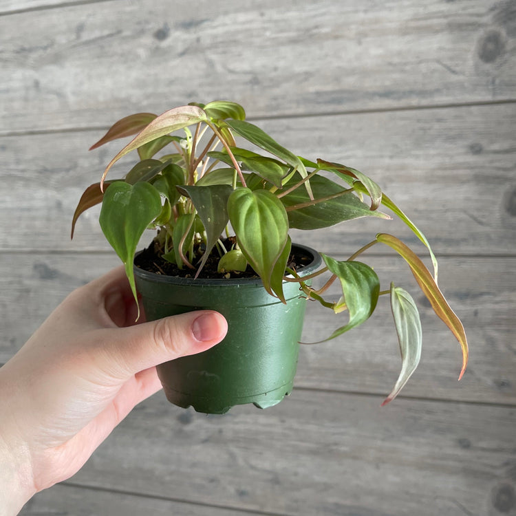 Local Pick Up | Philodendron Micans