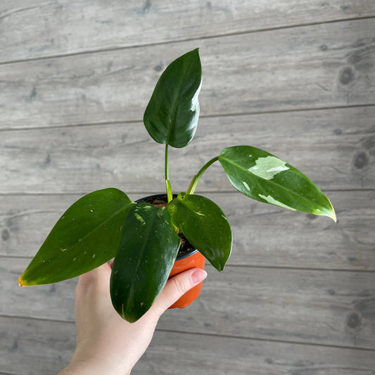Local Pick Up | White Princess Philodendron