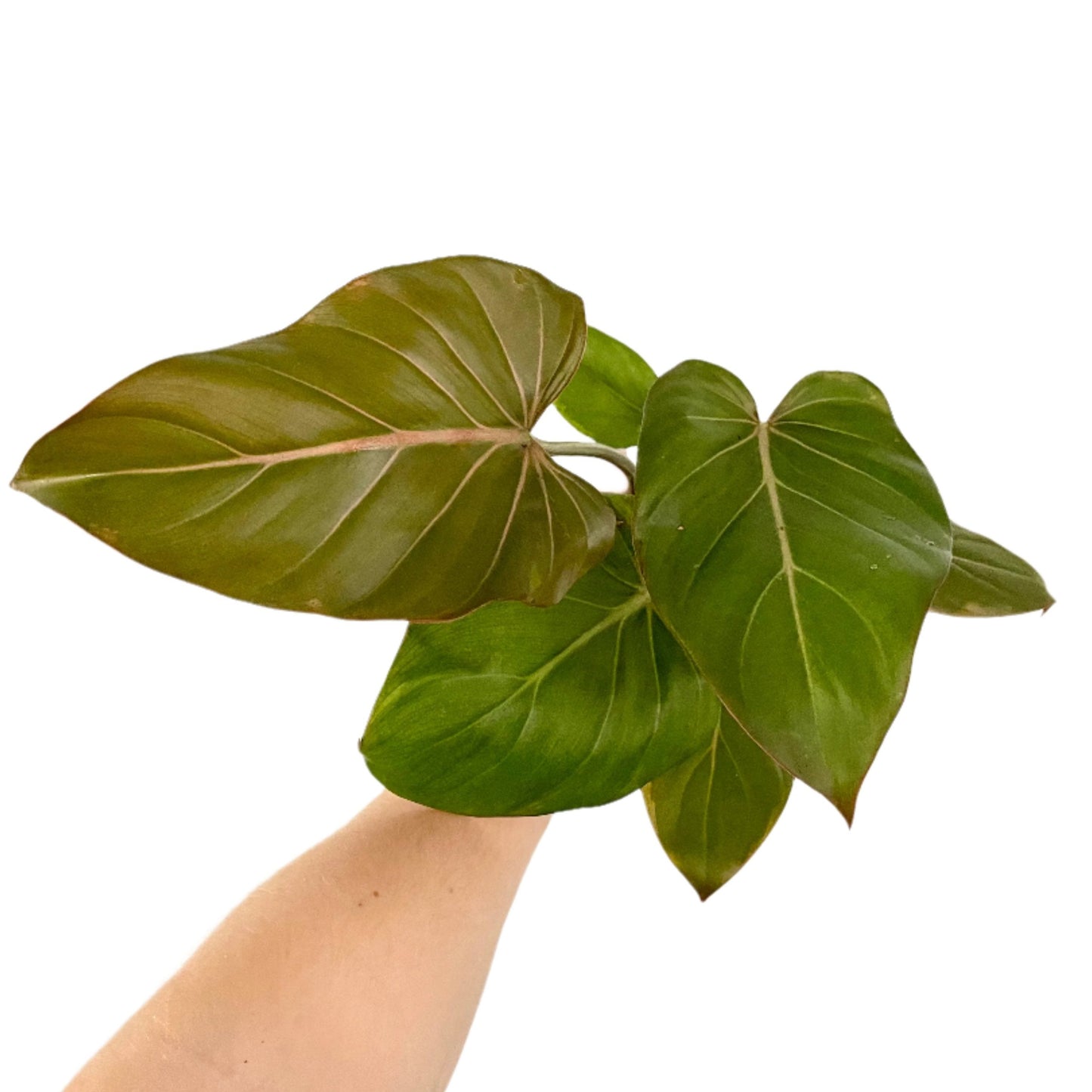 Philodendron Summer Glory