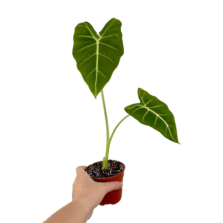 Alocasia Frydek