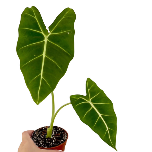 Alocasia Frydek