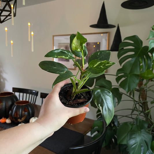 Local Pick Up | White Princess Philodendron