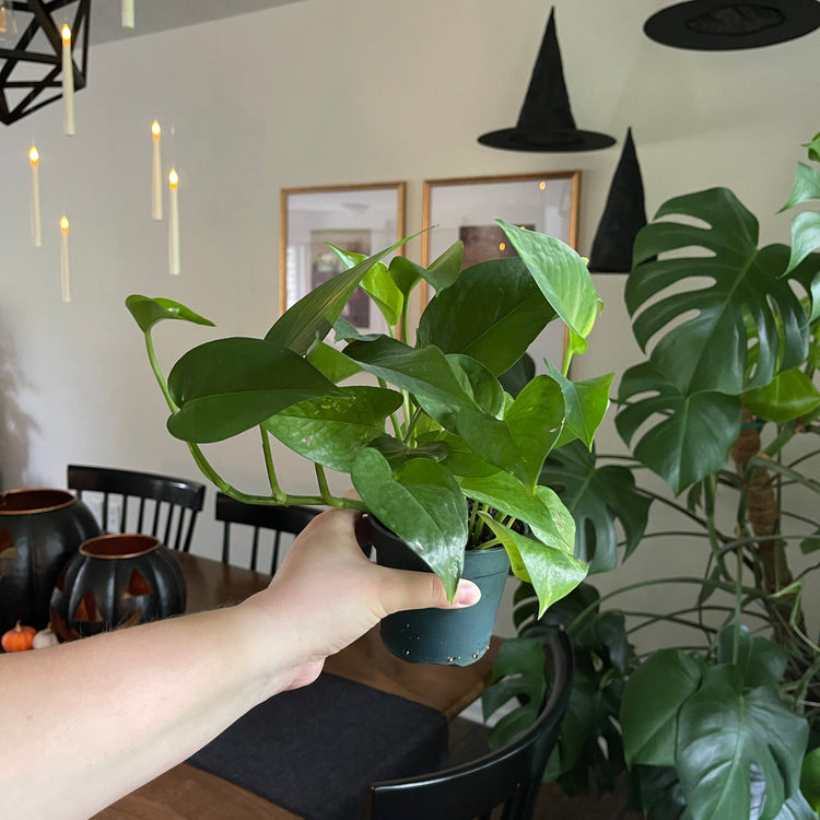 Local Pick Up | Golden Pothos