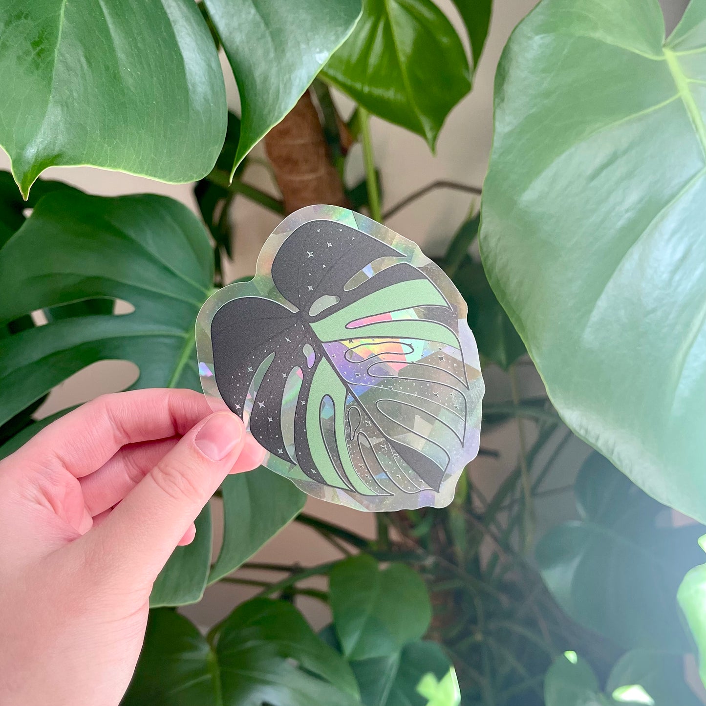 Sun Catcher | Variegated Monstera Window Cling