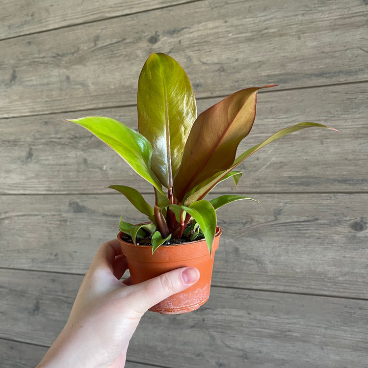 Local Pick Up | Philodendron Prince of Orange
