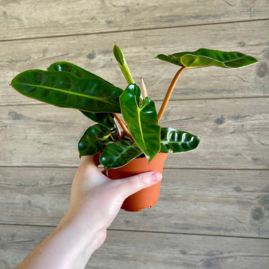 Local Pick Up | Billietiae Philodendron