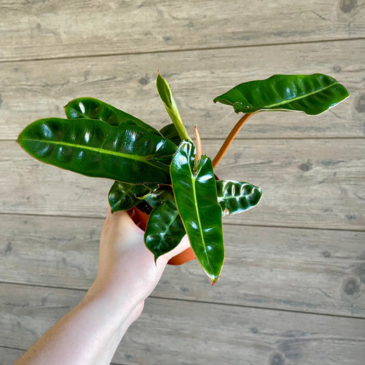 Local Pick Up | Billietiae Philodendron