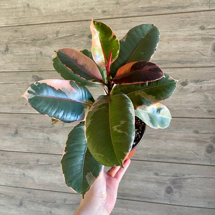 Local Pick Up | Ruby Pink Ficus Elastica