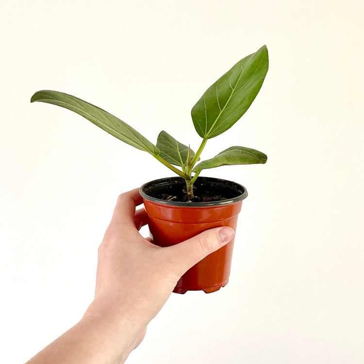 Ficus Audrey