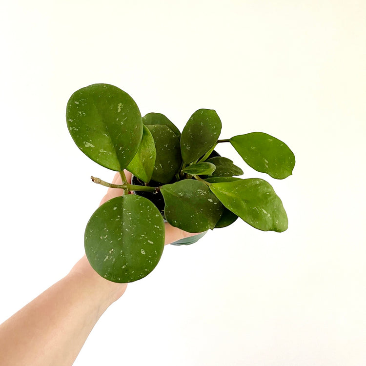 Hoya Obovata