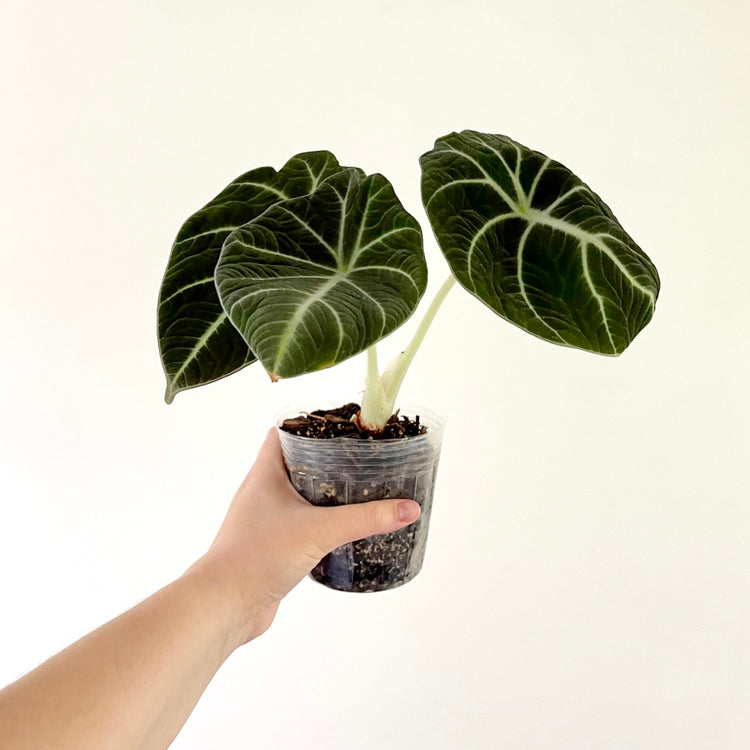 Alocasia Black Velvet