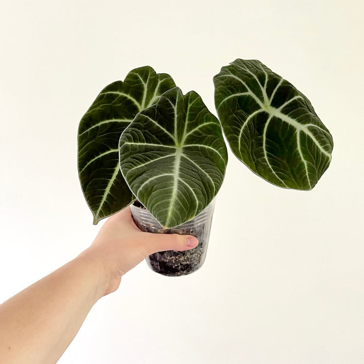 Alocasia Black Velvet