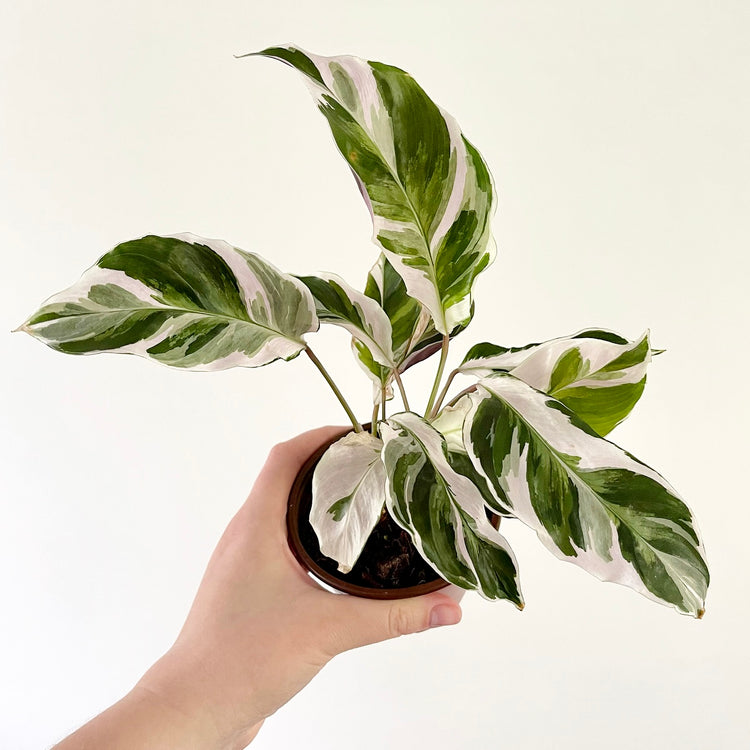 White Fusion Calathea