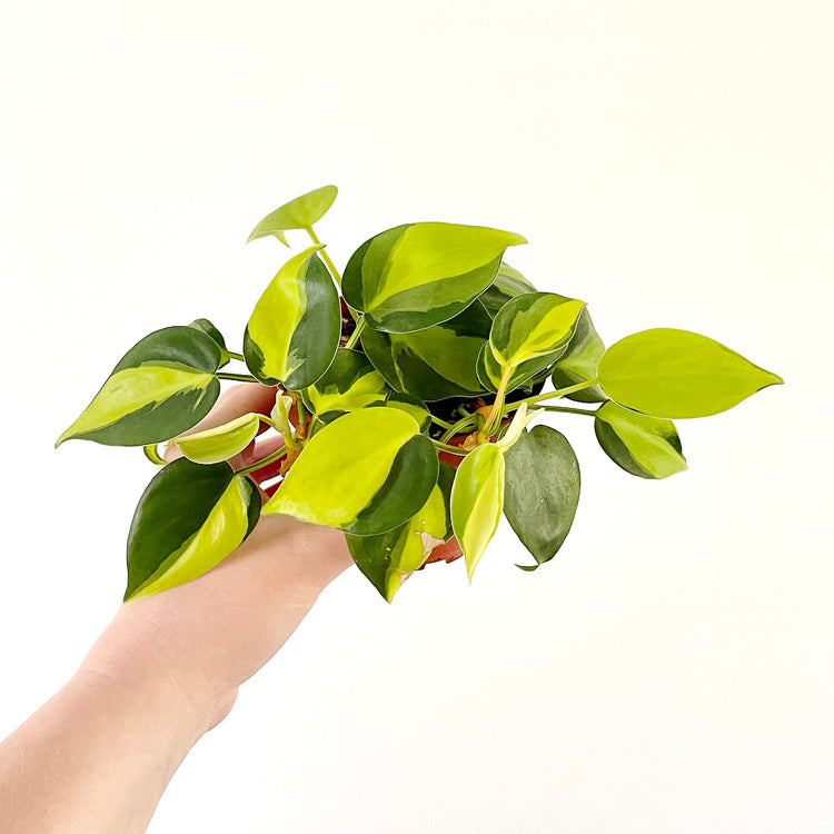 Philodendron Brasil