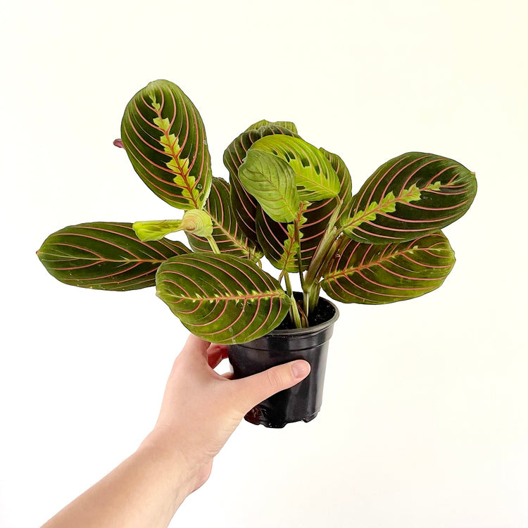 Red Prayer Maranta