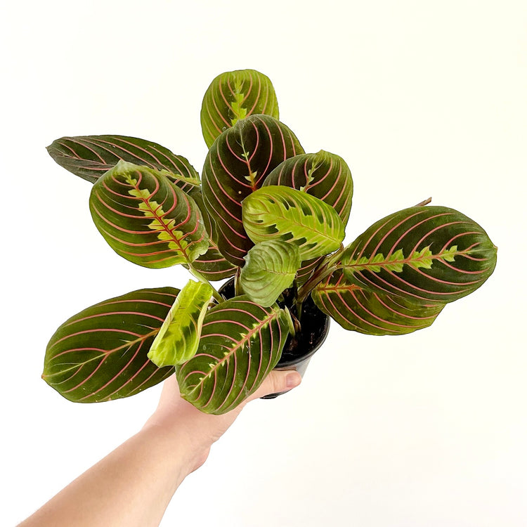 Red Prayer Maranta