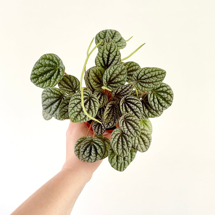 Peperomia Burbella