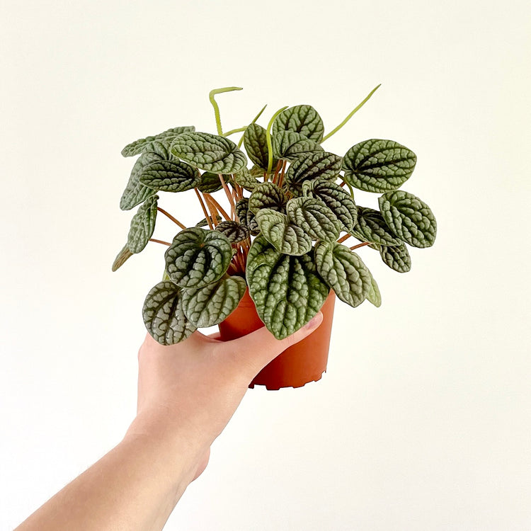 Peperomia Burbella