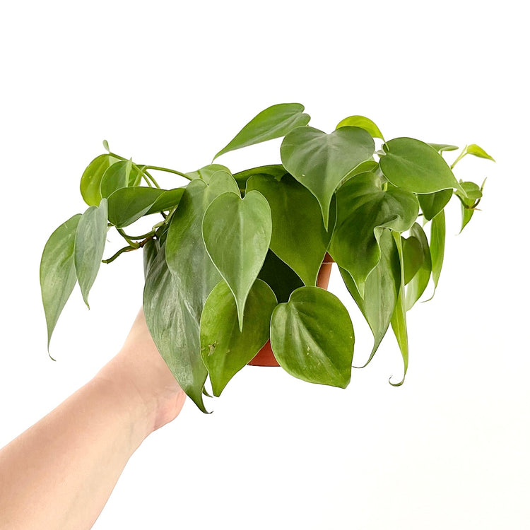 Heartleaf Philodendron | Cordatum