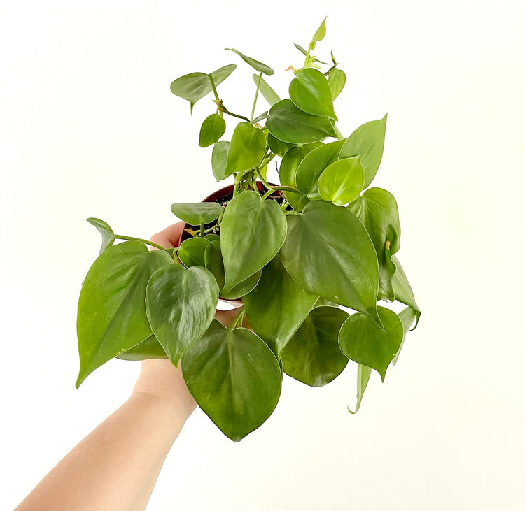 Heartleaf Philodendron | Cordatum