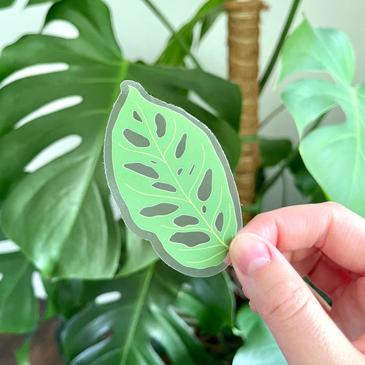 CLEAR Sticker | Monstera Adansonii Leaf