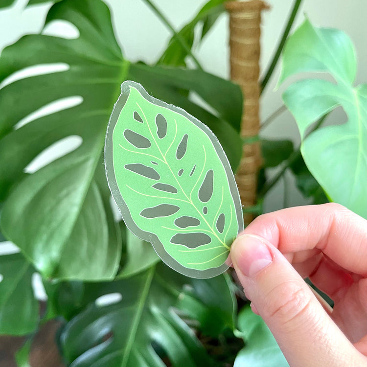 Local Pick Up | CLEAR Sticker | Monstera Adansonii Leaf