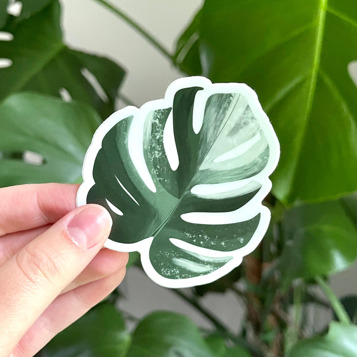 Sticker | Monstera Albo