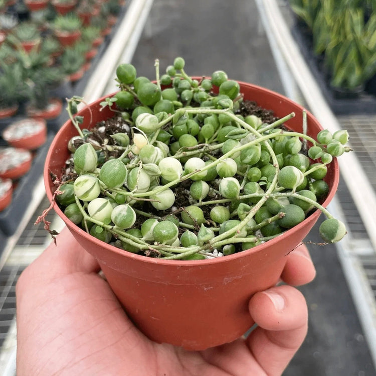 String of Pearls | Variegated