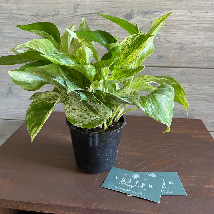 Local Pick Up | Marble Queen Pothos