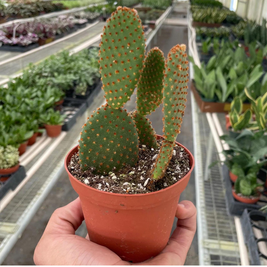Bunny Ear Cactus