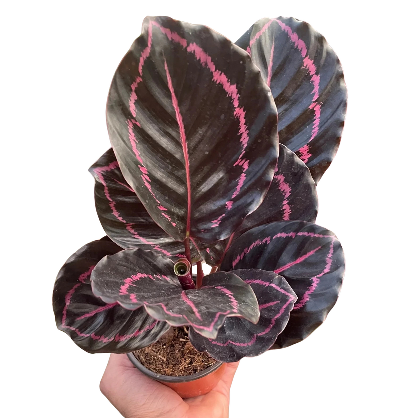 Calathea Dottie